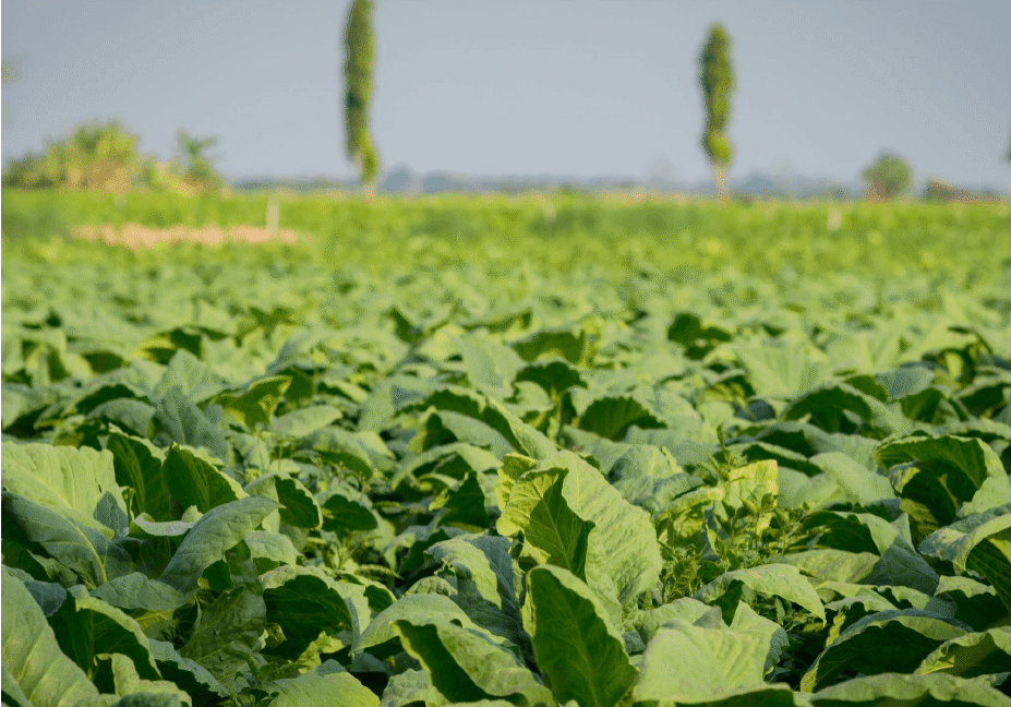 Tobacco field0